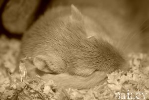 Bailey 3.jpg Bailey 3.jpg