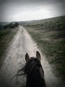 Ikarus TF.jpg Ikarus TF.jpg