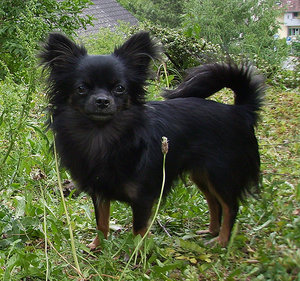 Portrait_Laila_12.06.2011.jpg Portrait_Laila_12.06.2011.jpg