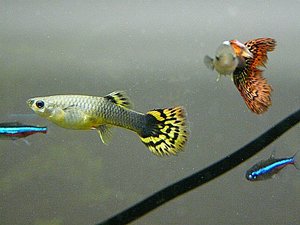 P1030591 tierforum.jpg