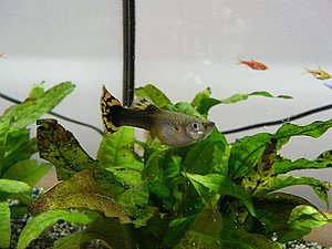 P1030732 tierforum.jpg