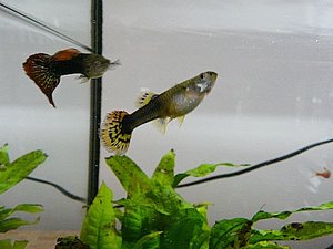 P1030738 tierforum.jpg