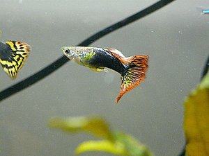 P1030590 tierforum.jpg