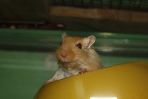 Bailey 2.jpg Bailey 2.jpg