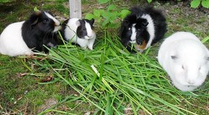 alle 4.JPG alle 4.JPG