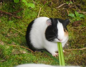 Sissilein.JPG Sissilein.JPG