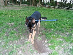 sammy und halb5 007.JPG