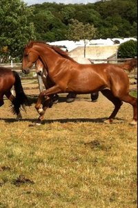 tf. Lebensfreude.JPG