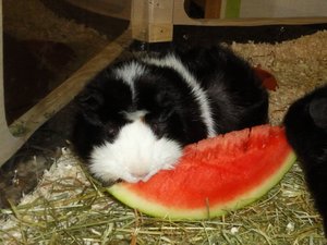 LilliÂ´s dinner.jpg