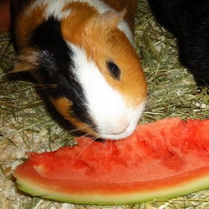 LunaÂ´s dinner.jpg