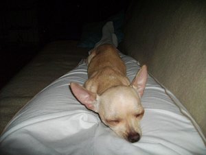 Sunnys Lieblingsbeschäftigung2_19.06.2011.JPG Sunnys Lieblingsbeschäftigung2_19.06.2011.JPG