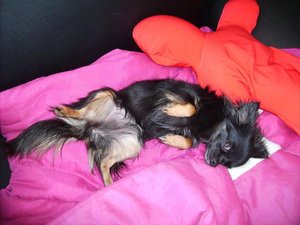 Lailas Lieblingsbeschäftigung2_19.06.2011.JPG Lailas Lieblingsbeschäftigung2_19.06.2011.JPG