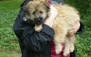 Colmar - Mensch und Hund Woche 3 - TFNTD 2011.JPG