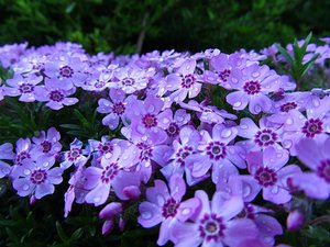 Kopie von öh 001_picnik.jpg Kopie von öh 001_picnik.jpg