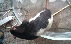 Kopie vonDSC00401.JPG Kopie vonDSC00401.JPG