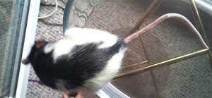 Kopie vonDSC00392.JPG Kopie vonDSC00392.JPG