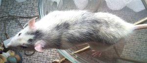 Kopie vonDSC00400.JPG Kopie vonDSC00400.JPG