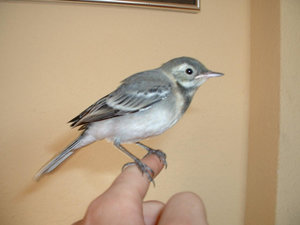 Stelze-fast fertig.JPG