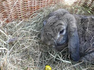 P1100574michel heumÃ¼mmlr.jpg