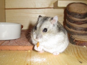 lvka3obe.jpg lvka3obe.jpg