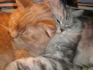 Amelie - SchÃ¶nheitsschlaf Woche 2 - TFNTC 2011.jpg