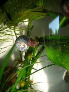 schnecke-blau.JPG