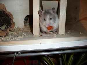 P1060628Finja bei Futtern.jpg P1060628Finja bei Futtern.jpg