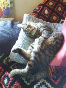 Foto 0964 schÃ¶nheitsschlaf.jpg