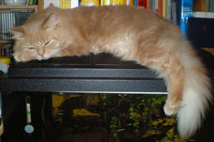 Arvid - SchÃ¶nheitsschlaf Woche 2 - TFNTC 2011.jpg