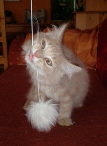 3 - 2 - Arvid - Spielen - Woche 3 TFNTC 2011.JPG