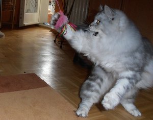 2012-01-05 Amelie Spiel.JPG