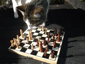 Schachspiel.jpg