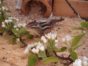 K640_Joker mit Obstblüten.JPG