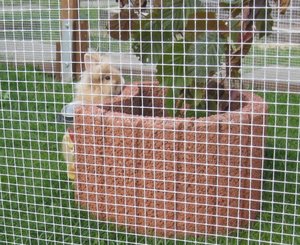 gehege freilauf 003.JPG