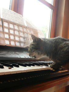 P1110368 Carli spielt.jpg