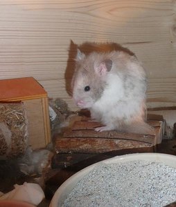 P1110410 katzenwÃ¤sche.jpg