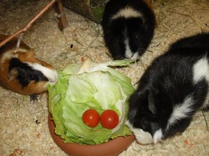 alle drei zusammen.jpg