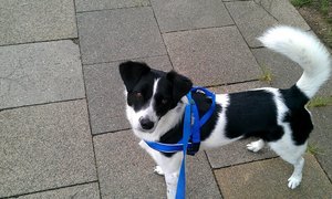 Patch mit neuem Geschirr.jpg Patch mit neuem Geschirr.jpg