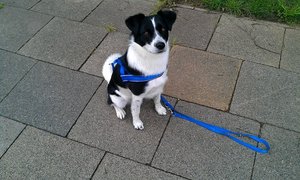 Patch im Sitz.jpg Patch im Sitz.jpg