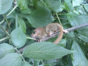 Haselmaus.jpg