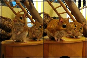 zwei Perserfotos.JPG