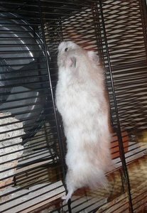 P1110866 streckt sich.jpg