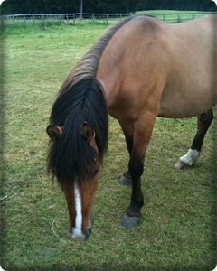 gauchooo111.JPG gauchooo111.JPG