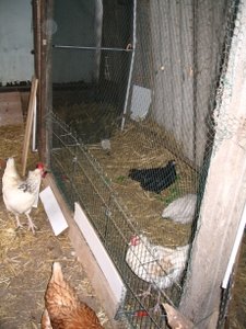 Flocke 3.jpg Flocke 3.jpg