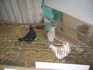 Stall_Flocke_Zwei.jpg Stall_Flocke_Zwei.jpg