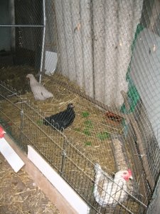 Flocke 4.jpg Flocke 4.jpg