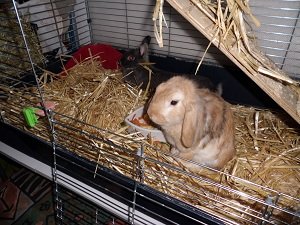 CIMG0036 - Kopie (2).JPG