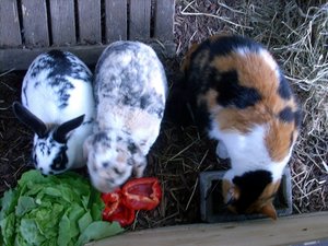 pferdiis und hÃ¤sien 005.JPG