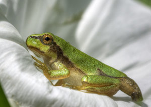 Laubfrosch forum.jpg