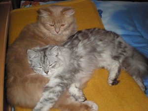 Amelie - Mein Freund und ich.JPG